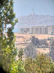 Geranoaetus polyosoma polyosoma