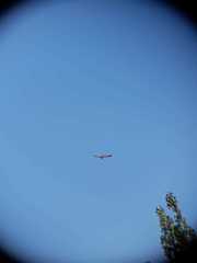 Geranoaetus polyosoma polyosoma