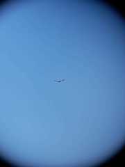 Geranoaetus polyosoma polyosoma