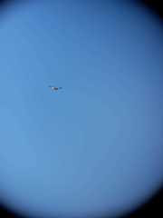 Geranoaetus polyosoma polyosoma