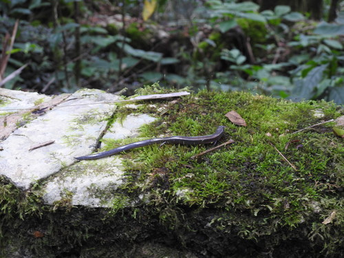 Sauresia sepsoides