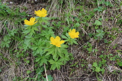 Trollius ranunculinus