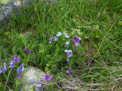 Vicia alpestris