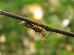 Ploeogaster