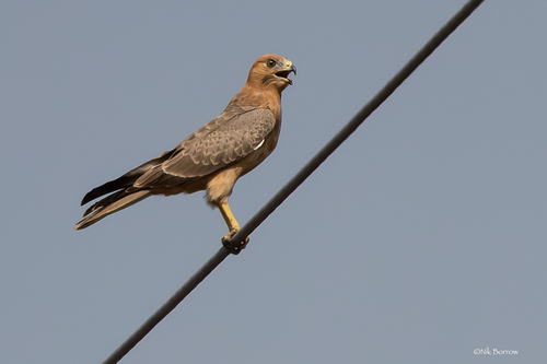 Grasshopper Buzzard