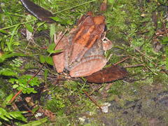 Eleutherodactylus inoptatus