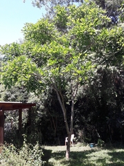 Lonchocarpus muehlbergianus