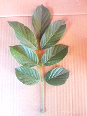 Lonchocarpus muehlbergianus