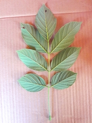 Lonchocarpus muehlbergianus