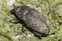 Homoreda murina