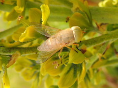 Atylotus fulvus