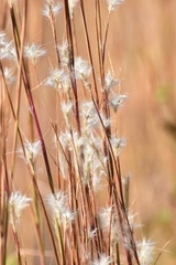 Andropogon ternarius