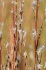 Andropogon ternarius