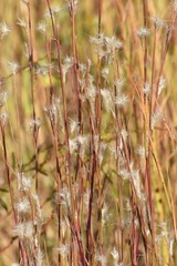 Andropogon ternarius
