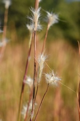 Andropogon ternarius