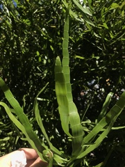 Muehlenbeckia platyclada