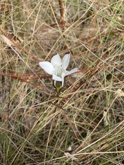 Gentiana pennelliana