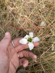Gentiana pennelliana