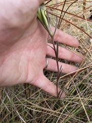 Gentiana pennelliana