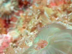 Periclimenes yucatanicus