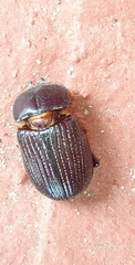 Archophileurus