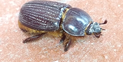 Archophileurus