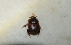 Onthophagus quadrimaculatus