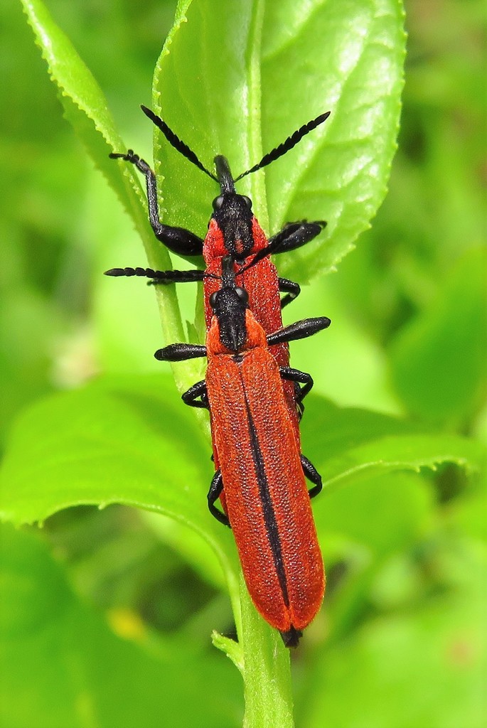 Rhinotia venusta