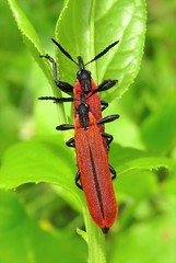 Rhinotia venusta