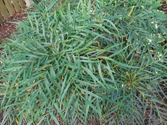 Berberis eurybracteata