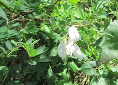 Tephrosia inandensis