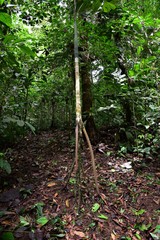 Socratea exorrhiza
