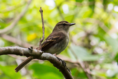 Cnemotriccus fuscatus