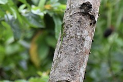 Anolis chloris