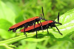 Rhinotia venusta