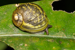 Simpulopsis