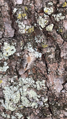 Dasychira meridionalis