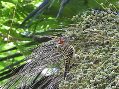 Melanerpes striatus