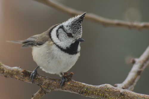Crested Tit
