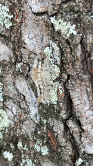 Dasychira meridionalis