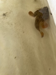 Ogcocephalidae