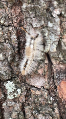 Dasychira meridionalis