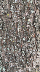 Dasychira meridionalis