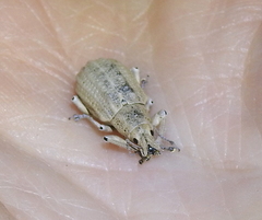 Compsus auricephalus