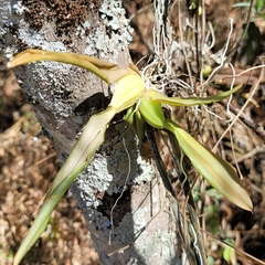 Leochilus crocodiliceps