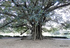 Ficus macrophylla
