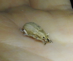 Compsus auricephalus