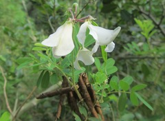 Tephrosia inandensis