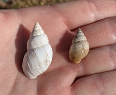 Rabdotus schiedeanus