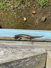 Trachylepis thomensis